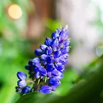 Guestready - Madeiran Paradise With Ocean View Maison d'hôtes