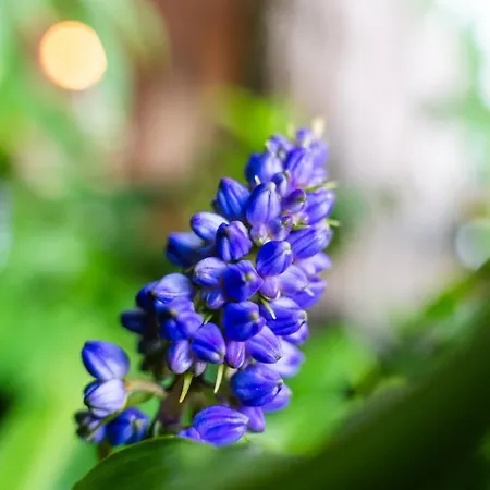 Guestready - Madeiran Paradise With Ocean View Πανσιόν